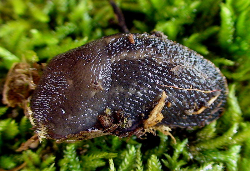 Limax toscano del corsicus-gruppo da Tirli (GR)